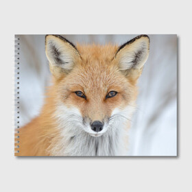 Альбом для рисования с принтом Лиса в Кировске, 100% бумага
 | матовая бумага, плотность 200 мг. | animal | baby | fox | look | predator | red | sly | wild | взгляд | дикая | животное | лиса | малыш | рыжая | хитрая | хищник