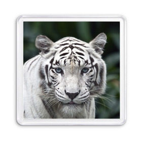 Магнит 55*55 с принтом Белый тигр в Кировске, Пластик | Размер: 65*65 мм; Размер печати: 55*55 мм | Тематика изображения на принте: animal | jungle | look | predator | tiger | white | wild | белый | взгляд | джунгли | дикий | животное | тигр | хищник