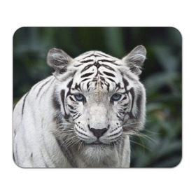 Коврик прямоугольный с принтом Белый тигр в Кировске, натуральный каучук | размер 230 х 185 мм; запечатка лицевой стороны | Тематика изображения на принте: animal | jungle | look | predator | tiger | white | wild | белый | взгляд | джунгли | дикий | животное | тигр | хищник
