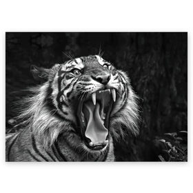 Поздравительная открытка с принтом Тигр в Кировске, 100% бумага | плотность бумаги 280 г/м2, матовая, на обратной стороне линовка и место для марки
 | Тематика изображения на принте: animal | black   white | fangs | jaws | jungle | predator | teeth | tiger | wild | джунгли | дикий | животное | клыки | оскал | пасть | тигр | хищник | черно   белый