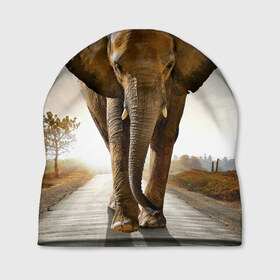 Шапка 3D с принтом Слон в Кировске, 100% полиэстер | универсальный размер, печать по всей поверхности изделия | africa | animal | big | elephant | go | road | savannah | wild | африка | большой | дикий | дорога | животное | идет | саванна | слон