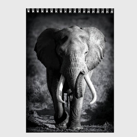 Скетчбук с принтом Слон в Кировске, 100% бумага
 | 48 листов, плотность листов — 100 г/м2, плотность картонной обложки — 250 г/м2. Листы скреплены сверху удобной пружинной спиралью | africa | animal | big | black   white | elephant | go | road | savannah | wild | африка | большой | дикий | дорога | животное | идет | саванна | слон | черно   белый