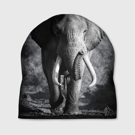 Шапка 3D с принтом Слон в Кировске, 100% полиэстер | универсальный размер, печать по всей поверхности изделия | africa | animal | big | black   white | elephant | go | road | savannah | wild | африка | большой | дикий | дорога | животное | идет | саванна | слон | черно   белый