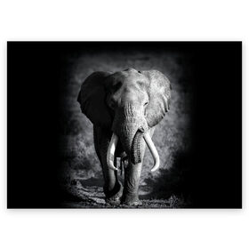 Поздравительная открытка с принтом Слон в Кировске, 100% бумага | плотность бумаги 280 г/м2, матовая, на обратной стороне линовка и место для марки
 | africa | animal | big | black   white | elephant | go | road | savannah | wild | африка | большой | дикий | дорога | животное | идет | саванна | слон | черно   белый