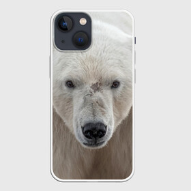 Чехол для iPhone 13 mini с принтом Белый медведь в Кировске,  |  | animal | bear | eyes | head | north | polar | predator | white | wild | белый | взгляд | голова | дикий | животное | медведь | полярный | север | хищник