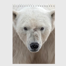 Скетчбук с принтом Белый медведь в Кировске, 100% бумага
 | 48 листов, плотность листов — 100 г/м2, плотность картонной обложки — 250 г/м2. Листы скреплены сверху удобной пружинной спиралью | Тематика изображения на принте: animal | bear | eyes | head | north | polar | predator | white | wild | белый | взгляд | голова | дикий | животное | медведь | полярный | север | хищник