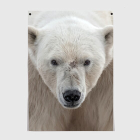 Постер с принтом Белый медведь в Кировске, 100% бумага
 | бумага, плотность 150 мг. Матовая, но за счет высокого коэффициента гладкости имеет небольшой блеск и дает на свету блики, но в отличии от глянцевой бумаги не покрыта лаком | animal | bear | eyes | head | north | polar | predator | white | wild | белый | взгляд | голова | дикий | животное | медведь | полярный | север | хищник