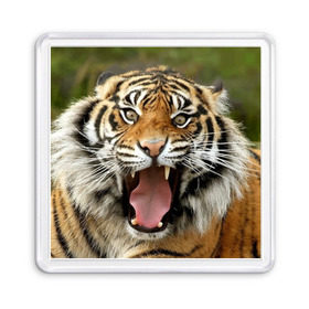 Магнит 55*55 с принтом Тигр в Кировске, Пластик | Размер: 65*65 мм; Размер печати: 55*55 мм | angry | animal | beast | jaws | predator | teeth | tiger | животное | зверь | злой | клыки | оскал | пасть | тигр | хищник