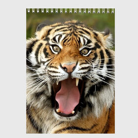 Скетчбук с принтом Тигр в Кировске, 100% бумага
 | 48 листов, плотность листов — 100 г/м2, плотность картонной обложки — 250 г/м2. Листы скреплены сверху удобной пружинной спиралью | Тематика изображения на принте: angry | animal | beast | jaws | predator | teeth | tiger | животное | зверь | злой | клыки | оскал | пасть | тигр | хищник