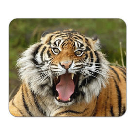 Коврик прямоугольный с принтом Тигр в Кировске, натуральный каучук | размер 230 х 185 мм; запечатка лицевой стороны | angry | animal | beast | jaws | predator | teeth | tiger | животное | зверь | злой | клыки | оскал | пасть | тигр | хищник