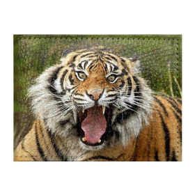 Обложка для студенческого билета с принтом Тигр в Кировске, натуральная кожа | Размер: 11*8 см; Печать на всей внешней стороне | angry | animal | beast | jaws | predator | teeth | tiger | животное | зверь | злой | клыки | оскал | пасть | тигр | хищник