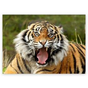 Поздравительная открытка с принтом Тигр в Кировске, 100% бумага | плотность бумаги 280 г/м2, матовая, на обратной стороне линовка и место для марки
 | Тематика изображения на принте: angry | animal | beast | jaws | predator | teeth | tiger | животное | зверь | злой | клыки | оскал | пасть | тигр | хищник