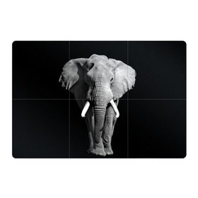 Магнитный плакат 3Х2 с принтом Слон в Кировске, Полимерный материал с магнитным слоем | 6 деталей размером 9*9 см | africa | big | black   white | elephant is an animal | shroud | tusks | африка | бивни | большой | животное | идет | савана | слон | черно   белый