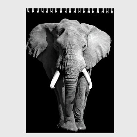 Скетчбук с принтом Слон в Кировске, 100% бумага
 | 48 листов, плотность листов — 100 г/м2, плотность картонной обложки — 250 г/м2. Листы скреплены сверху удобной пружинной спиралью | africa | big | black   white | elephant is an animal | shroud | tusks | африка | бивни | большой | животное | идет | савана | слон | черно   белый