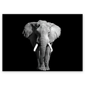 Поздравительная открытка с принтом Слон в Кировске, 100% бумага | плотность бумаги 280 г/м2, матовая, на обратной стороне линовка и место для марки
 | africa | big | black   white | elephant is an animal | shroud | tusks | африка | бивни | большой | животное | идет | савана | слон | черно   белый