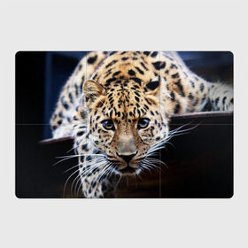 Магнитный плакат 3Х2 с принтом Леопард в Кировске, Полимерный материал с магнитным слоем | 6 деталей размером 9*9 см | взгляд | глаза | дикая кошка | леопард | хищник