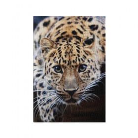 Обложка для паспорта матовая кожа с принтом Леопард в Кировске, натуральная матовая кожа | размер 19,3 х 13,7 см; прозрачные пластиковые крепления | взгляд | глаза | дикая кошка | леопард | хищник
