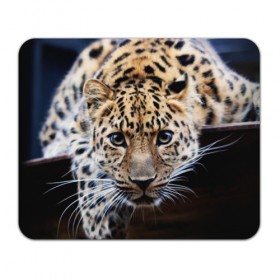 Коврик прямоугольный с принтом Леопард в Кировске, натуральный каучук | размер 230 х 185 мм; запечатка лицевой стороны | взгляд | глаза | дикая кошка | леопард | хищник
