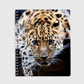 Тетрадь с принтом Леопард в Кировске, 100% бумага | 48 листов, плотность листов — 60 г/м2, плотность картонной обложки — 250 г/м2. Листы скреплены сбоку удобной пружинной спиралью. Уголки страниц и обложки скругленные. Цвет линий — светло-серый
 | взгляд | глаза | дикая кошка | леопард | хищник
