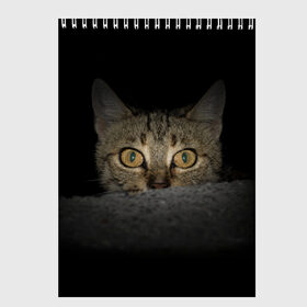 Скетчбук с принтом Котик в Кировске, 100% бумага
 | 48 листов, плотность листов — 100 г/м2, плотность картонной обложки — 250 г/м2. Листы скреплены сверху удобной пружинной спиралью | животные | кот | котенок | котик | кошка