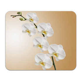 Коврик прямоугольный с принтом Orhid в Кировске, натуральный каучук | размер 230 х 185 мм; запечатка лицевой стороны | девушки | красота | орхидея | прелесть | цветы