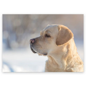Поздравительная открытка с принтом Лабрадор в Кировске, 100% бумага | плотность бумаги 280 г/м2, матовая, на обратной стороне линовка и место для марки
 | далматин | далматинец | дворняга | лабрадор | любимец | овчарка | пес | питомец | самоед | собака | собачка | щенок