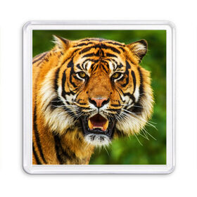 Магнит 55*55 с принтом Тигр в Кировске, Пластик | Размер: 65*65 мм; Размер печати: 55*55 мм | дикая кошка | животное | клыки | лев | тигр. tiger | хищник