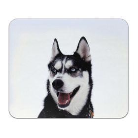 Коврик прямоугольный с принтом Сибирский хаски в Кировске, натуральный каучук | размер 230 х 185 мм; запечатка лицевой стороны | взгляд | голубые глаза | зима | сибирь | снег | собака | хаски | хаски бандит | холод
