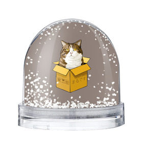 Водяной шар с принтом Maru в Кировске, Пластик | Изображение внутри шара печатается на глянцевой фотобумаге с двух сторон | cat | maru | коробка | кот в коробке | кот мару | котейка | кошка | мару | прикол