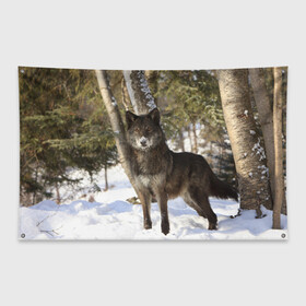 Флаг-баннер с принтом Король леса в Кировске, 100% полиэстер | размер 67 х 109 см, плотность ткани — 95 г/м2; по краям флага есть четыре люверса для крепления | волки | животные | зима | зимние | картинки | снег | фото