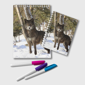 Блокнот с принтом Король леса в Кировске, 100% бумага | 48 листов, плотность листов — 60 г/м2, плотность картонной обложки — 250 г/м2. Листы скреплены удобной пружинной спиралью. Цвет линий — светло-серый
 | волки | животные | зима | зимние | картинки | снег | фото
