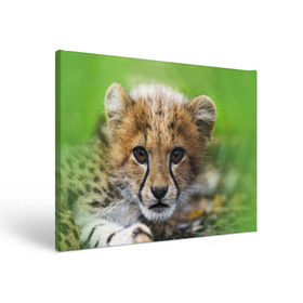 Холст прямоугольный с принтом Котёнок гепарда в Кировске, 100% ПВХ |  | гепард | дикая кошка | котёнок | кошка | лев | природа | тигр | хищник | ягуар