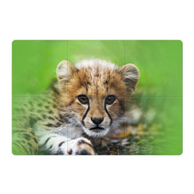 Магнитный плакат 3Х2 с принтом Котёнок гепарда в Кировске, Полимерный материал с магнитным слоем | 6 деталей размером 9*9 см | Тематика изображения на принте: гепард | дикая кошка | котёнок | кошка | лев | природа | тигр | хищник | ягуар