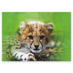 Поздравительная открытка с принтом Котёнок гепарда в Кировске, 100% бумага | плотность бумаги 280 г/м2, матовая, на обратной стороне линовка и место для марки
 | гепард | дикая кошка | котёнок | кошка | лев | природа | тигр | хищник | ягуар