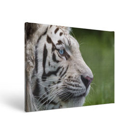 Холст прямоугольный с принтом Белый тигр в Кировске, 100% ПВХ |  | абессинкая | домашние | животные | кот | котенок | кошка | порода | сиамская | тигр | хищник
