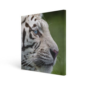 Холст квадратный с принтом Белый тигр в Кировске, 100% ПВХ |  | абессинкая | домашние | животные | кот | котенок | кошка | порода | сиамская | тигр | хищник
