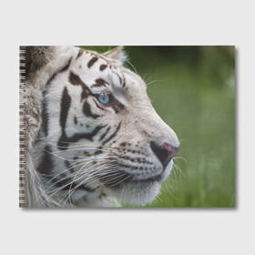 Альбом для рисования с принтом Белый тигр в Кировске, 100% бумага
 | матовая бумага, плотность 200 мг. | абессинкая | домашние | животные | кот | котенок | кошка | порода | сиамская | тигр | хищник