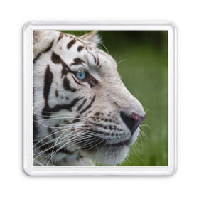 Магнит 55*55 с принтом Белый тигр в Кировске, Пластик | Размер: 65*65 мм; Размер печати: 55*55 мм | абессинкая | домашние | животные | кот | котенок | кошка | порода | сиамская | тигр | хищник