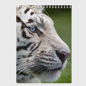Скетчбук с принтом Белый тигр в Кировске, 100% бумага
 | 48 листов, плотность листов — 100 г/м2, плотность картонной обложки — 250 г/м2. Листы скреплены сверху удобной пружинной спиралью | абессинкая | домашние | животные | кот | котенок | кошка | порода | сиамская | тигр | хищник