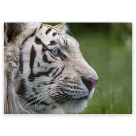 Поздравительная открытка с принтом Белый тигр в Кировске, 100% бумага | плотность бумаги 280 г/м2, матовая, на обратной стороне линовка и место для марки
 | абессинкая | домашние | животные | кот | котенок | кошка | порода | сиамская | тигр | хищник