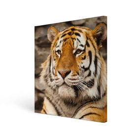 Холст квадратный с принтом Тигр в Кировске, 100% ПВХ |  | амурский | животные | киса | кот | котенок | кошка | пума | рысь | серый | тигр | хищник