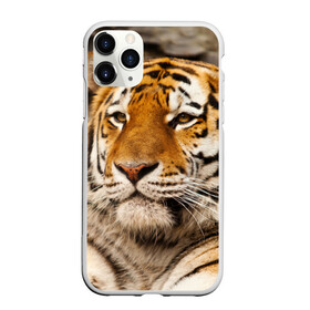 Чехол для iPhone 11 Pro Max матовый с принтом Тигр в Кировске, Силикон |  | амурский | животные | киса | кот | котенок | кошка | пума | рысь | серый | тигр | хищник