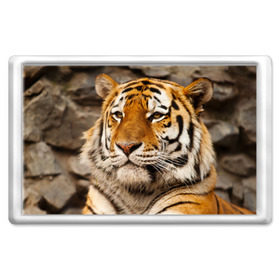 Магнит 45*70 с принтом Тигр в Кировске, Пластик | Размер: 78*52 мм; Размер печати: 70*45 | амурский | животные | киса | кот | котенок | кошка | пума | рысь | серый | тигр | хищник