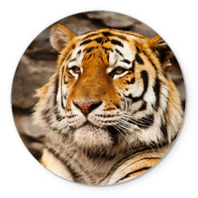 Коврик круглый с принтом Тигр в Кировске, резина и полиэстер | круглая форма, изображение наносится на всю лицевую часть | амурский | животные | киса | кот | котенок | кошка | пума | рысь | серый | тигр | хищник
