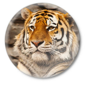 Значок с принтом Тигр в Кировске,  металл | круглая форма, металлическая застежка в виде булавки | Тематика изображения на принте: амурский | животные | киса | кот | котенок | кошка | пума | рысь | серый | тигр | хищник