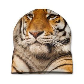 Шапка 3D с принтом Тигр в Кировске, 100% полиэстер | универсальный размер, печать по всей поверхности изделия | Тематика изображения на принте: амурский | животные | киса | кот | котенок | кошка | пума | рысь | серый | тигр | хищник