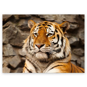 Поздравительная открытка с принтом Тигр в Кировске, 100% бумага | плотность бумаги 280 г/м2, матовая, на обратной стороне линовка и место для марки
 | амурский | животные | киса | кот | котенок | кошка | пума | рысь | серый | тигр | хищник