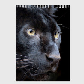 Скетчбук с принтом Черная пантера в Кировске, 100% бумага
 | 48 листов, плотность листов — 100 г/м2, плотность картонной обложки — 250 г/м2. Листы скреплены сверху удобной пружинной спиралью | животные | кис | киска | кот | котенок | котик | кошечка | кошка | пантера | рысь | тигр | хищник