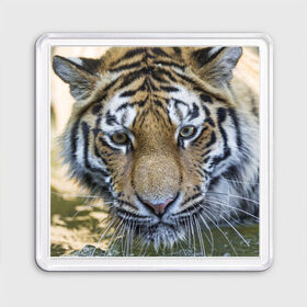 Магнит 55*55 с принтом Тигр в Кировске, Пластик | Размер: 65*65 мм; Размер печати: 55*55 мм | животные | кошка | лев | тигр | тигренок | тигрица | хищник