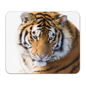 Коврик прямоугольный с принтом Тигр в Кировске, натуральный каучук | размер 230 х 185 мм; запечатка лицевой стороны | амурский | животные | киса | кот | котенок | кошка | пума | рысь | серый | тигр | хищник